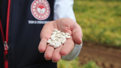 Bitlis'te kuru fasulye hasadından yüksek verim bekleniyor