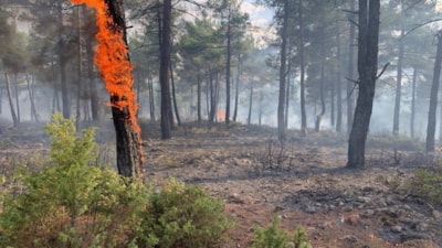 Kütahya’da yıldırım, orman yangını çıkardı: 8 dekar alan zarar gördü