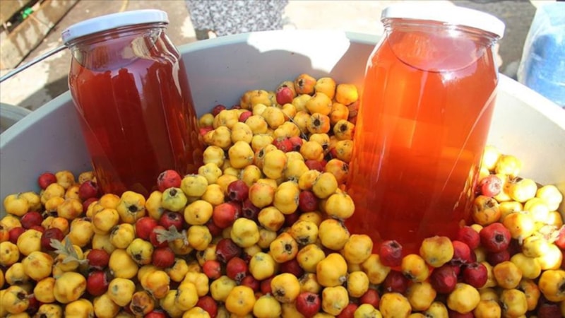 Şifa hasadı başladı: Kilosu 200 TL