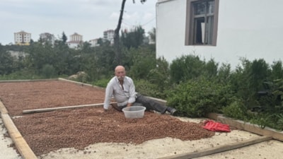 Trabzon'da file örtü, fındık üreticisinin masraflarını azaltıyor