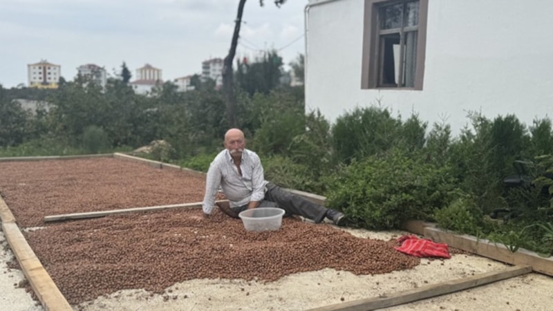 Trabzon'da file örtü, fındık üreticisinin masraflarını azaltıyor