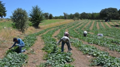 Eken 4 ay boyunca hasat ediyor! Tüm dünyaya satılıyor, kilosu 25 TL’yi buluyor