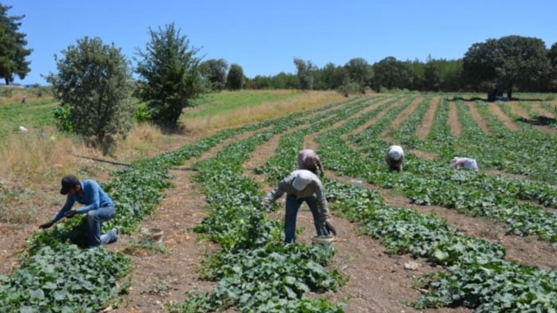 Eken 4 ay boyunca hasat ediyor! Tüm dünyaya satılıyor, kilosu 25 TL’yi buluyor