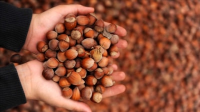 Türkiye fındık ihracatından 8 ayda 1,5 milyar dolar gelir sağladı