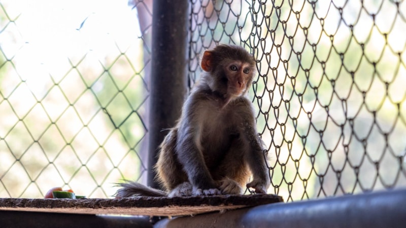 Hatay'da şiddet mağduru maymun koruma altında