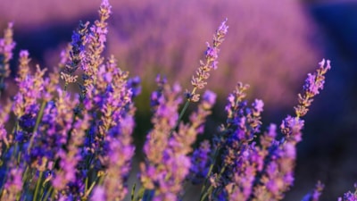 Sadece koklanmıyor: Hem göze hem mideye hitap eden çiçekler