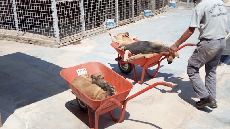 CHP'li Alaşehir Belediyesi, köpekleri öldürüp çöp arabasına attı