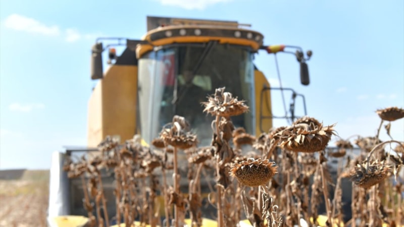 Ceylanpınar Tarım İşletmesi'nde ayçiçeği hasadı yapılıyor