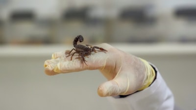 Diyarbakır'da akrep tesisi kurdu! Zehrini sağıp satıyor