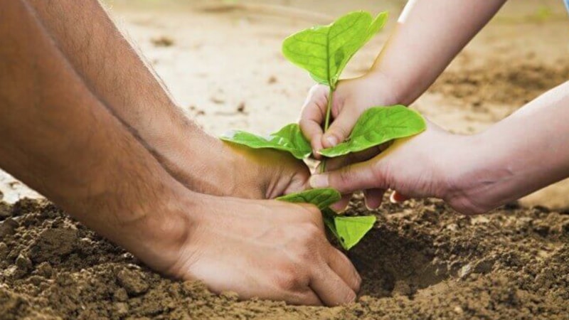 Eken pişman oluyor! İşte bahçe düşmanı ağaç türleri
