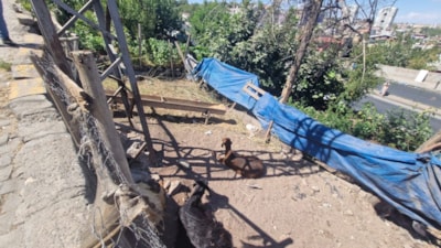 Diyarbakır'da yerde hareketsiz yatan keçiye dokununca akıma kapılıp öldü