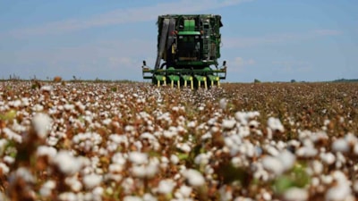 Sarı değil beyaz altın: 1 dönümden 350-400 kilo çıkıyor...