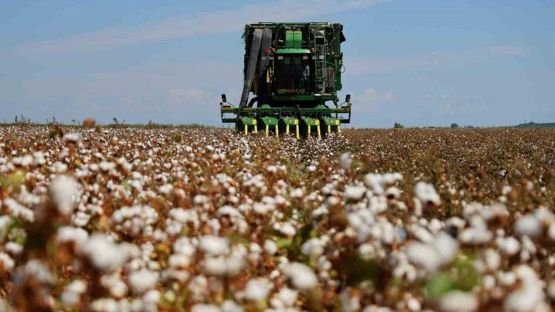 Sarı değil beyaz altın: 1 dönümden 350-400 kilo çıkıyor...