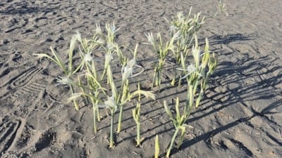 Muğla'da kum zambakları ortaya çıktı: Koparmanın cezası 380 bin lira