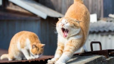 Kedilerin sürekli esnemesinin sebebi bakın neymiş!