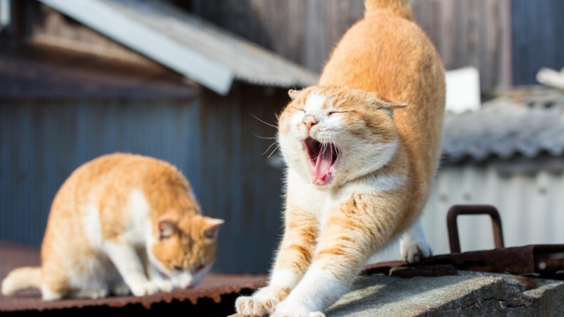 Kedilerin sürekli esnemesinin sebebi bakın neymiş!