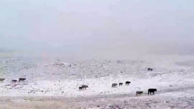 Yılın ilk karı Erzurum'a düştü