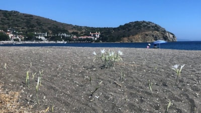 Muğla'da bu çiçeği koparmak yasak! Cezası cep yakıyor