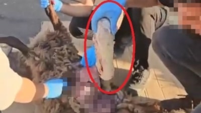 Diyarbakır'da ölü koyunla uyuşturucu sevkiyatına polis baskını