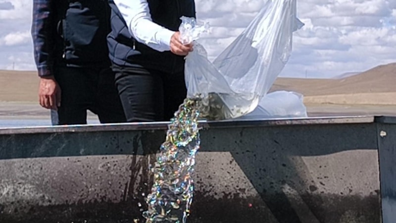 Kars’ta göl ve göletlere 500 bin yavru sazan bırakıldı