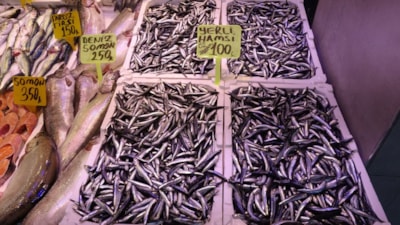 Karadeniz'de av hızlı başladı: Hamsi fiyatı 100 TL'ye düştü