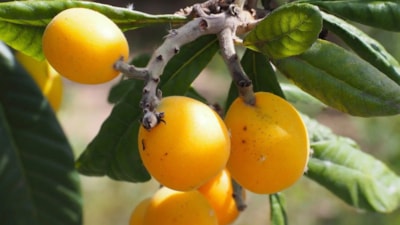 Karaciğeri yenileyin, diyabeti defedin: Günde 2 tane yetiyor