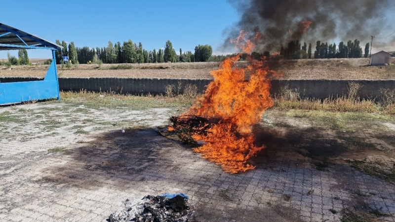 Çorum'da ele geçirilen 21 kök kenevir imha edildi