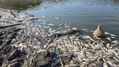 Bursa'da kuraklık nedeniyle Çınarlı Göleti'nde balık ölümleri arttı