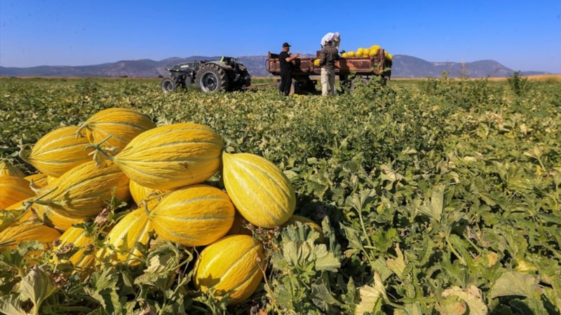Manisa'da Kırkağaç kavununda hasat sürüyor
