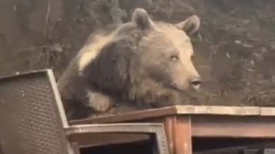 Ankara'da lokantaya giren ayı masaya oturup servis bekledi