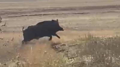 Kars'ta tarlaya giren domuz sürüsü panik yarattı