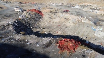 Karaman'da boş araziye tonlarca soğan döküldü: Vatandaşlar çuvallara doldurup götürdü