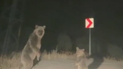 Bayburt’ta anne ve yavru ayının sinirli anları