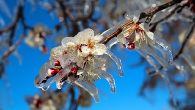 Zirai don desteği 2025: Ne zaman, hangi ürünler için ödenecek? 65 ilde geçerli...