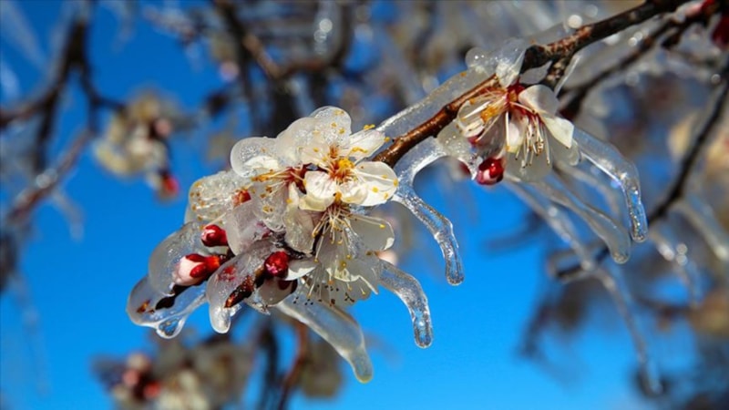 Zirai don desteği 2025: Ne zaman, hangi ürünler için ödenecek? 65 ilde geçerli...