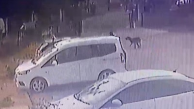 Adana'da 3 yaşındaki çocuğu köpekler kovaladı: Baba korkuyorum