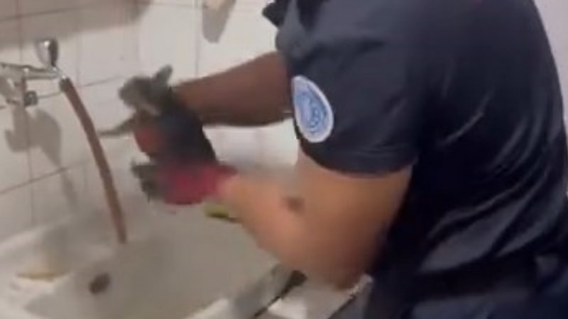 Bursa'da kendini toprağa gömen yavru kedi kurtarıldı