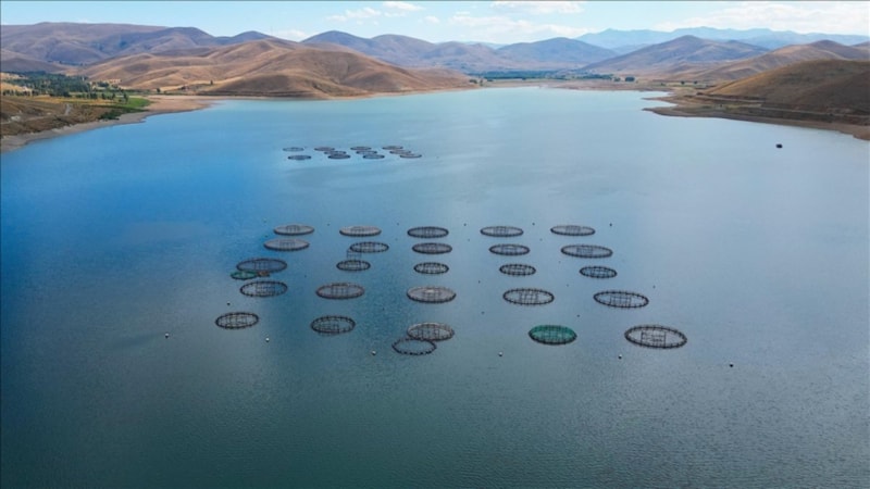 Bayburt'ta yetiştirilen Türk somonlarının Rusya'ya yolculuğu başladı