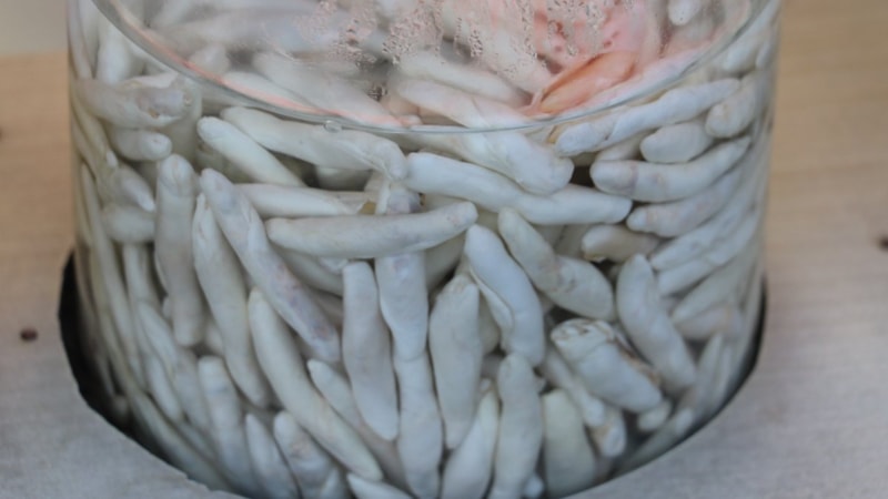 Dünyanın en pahalı sakızı: İşte kengerin faydaları