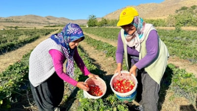 Niğde’de çilek hasadı bereketli başladı