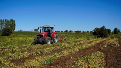Hasadı başladı: Şifa dağıtıyor, kilosu 250 TL’den satılıyor
