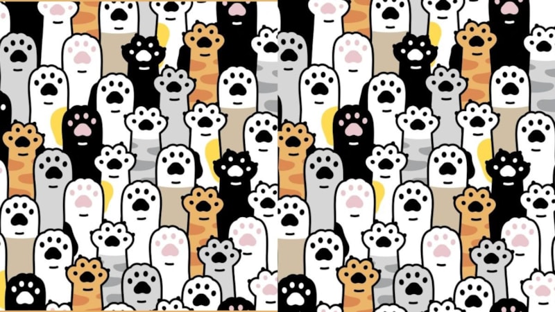 Kusursuz optik illüzyon: Patilerin arasında gizli bir kalp var! 9 saniyede bulun...