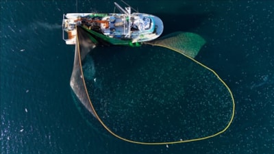 Doğu Karadeniz, 27 ülkeye su ürünleri ihraç ederek kazancını artırdı