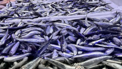 Trabzon'da hamsi bolluğu yaşanıyor