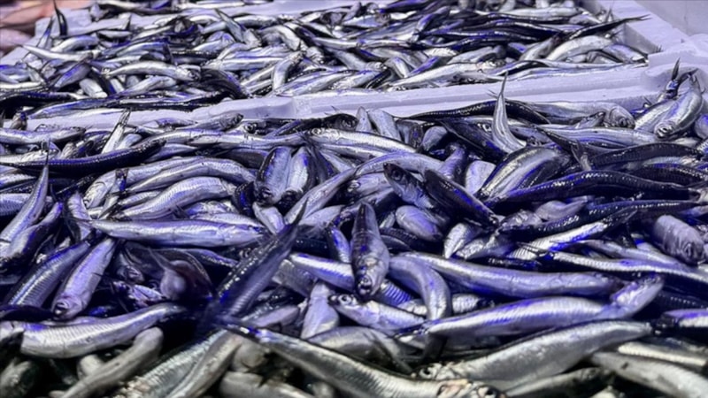 Trabzon'da hamsi bolluğu yaşanıyor