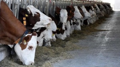 Buzağı destek ödemeleri 2025: 1. dönem buzağı destek parası ne zaman yatacak?