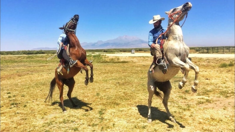 Atlar neden şaha kalkar? İşte şahlanma hareketinin anlamı...