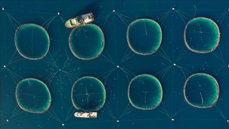 Tarım, ormancılık ve balıkçılık sektörü satışları 9 kat arttı