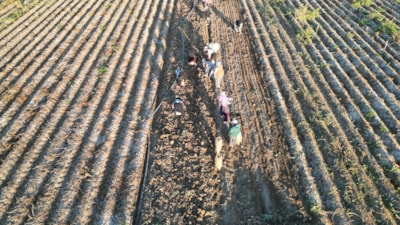 Kayseri'de hasat edilen patatesler yurt dışına ihraç ediliyor