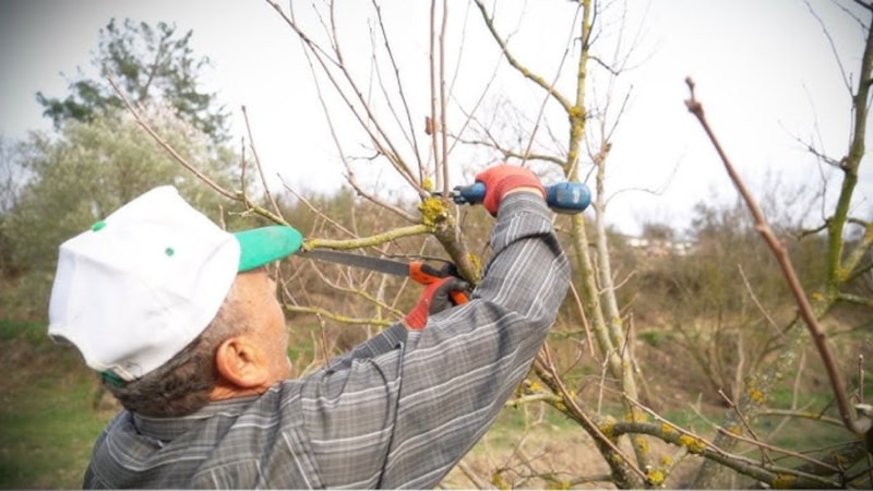 Kış budaması hangi aylarda yapılır? Kış budama zamanı geldi mi?